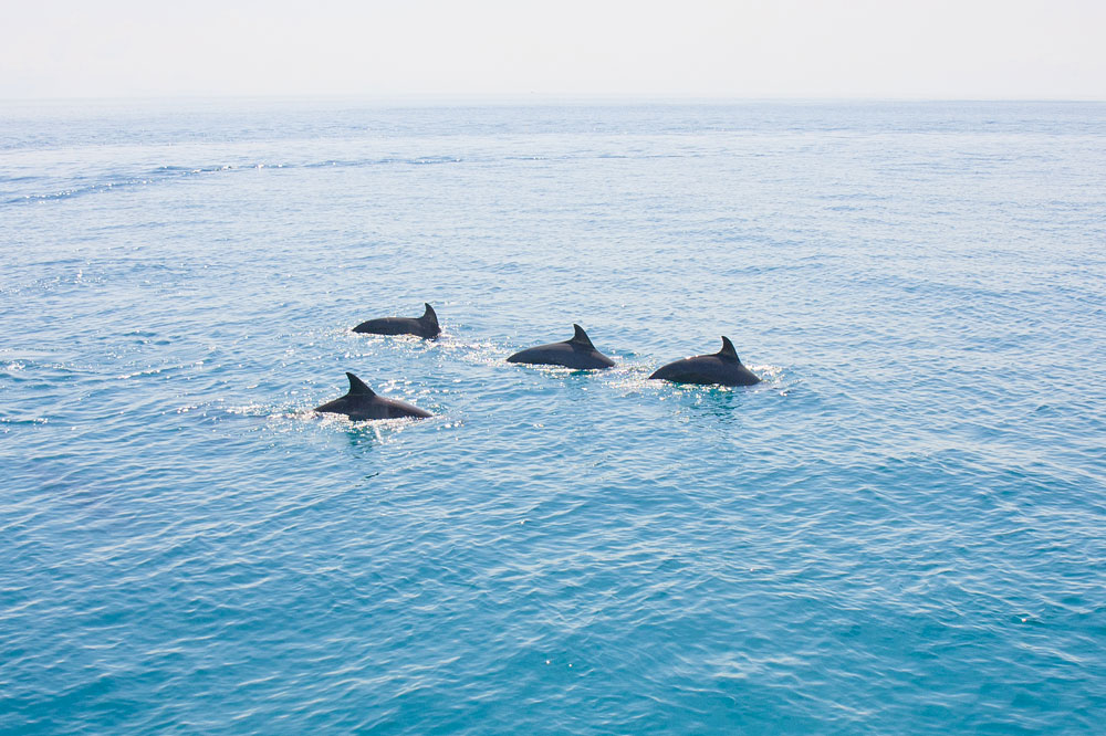 Dolphins at Maithon Island